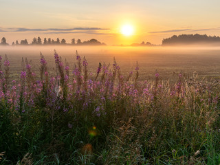 Naklejka premium Foggy summer landscape with large meadow and sun shining through the plants and tree branches