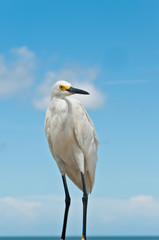 Front view, close distance of a snowy egret standing on a wood piling on a tropical sandy beach, shoreline on gulf of Mexico