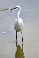 Garzetta in piedi nell'acqua