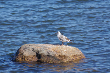 mouette sur un rocher