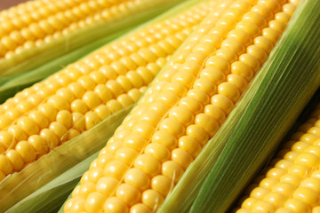 Corn background. Close up of corn grains