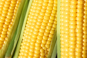 Corn background. Close up of corn grains