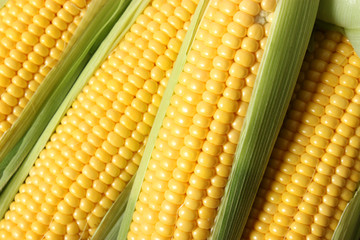 Corn background. Close up of corn grains