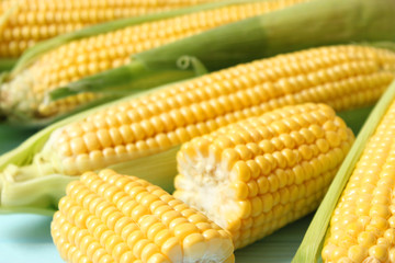 Fresh corn on a light background. Corn heads.