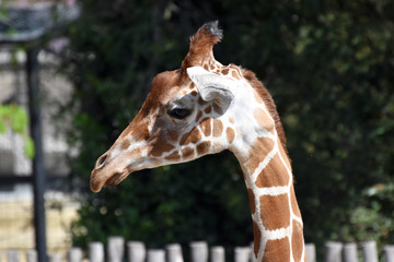 Profilo di giraffa