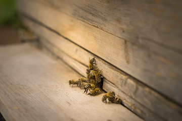Bees fly to the hive. Beekeeping. A swarm of bees brings honey home. Apiary.