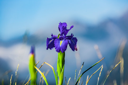 Pyren&auml;en-Schwertlilie in den Franz&ouml;sischen Pyren&auml;en Nationalpark