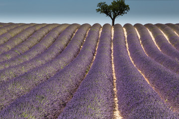 Lavendelfeld in der Provence 