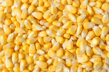 Corn background. Close up of corn grains