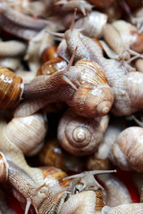 Snails closeup. Many lively crawling garden snails with large shells