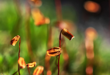 Sphagnum moss seed bags close up