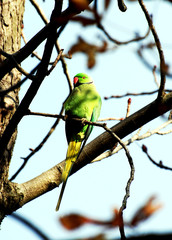 Parrocchetto dal collare posato sul ramo