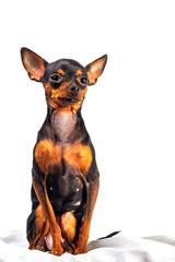 Domestic dog isolated on white background.