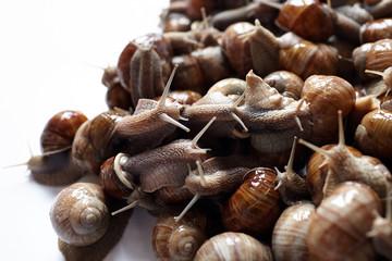 Snails closeup on white blurred background. Many lively crawling garden snails with large shells. Selective focus