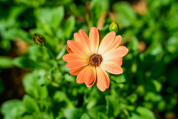 Orange daisies, bellis perennis, bloom in orange in the garden, it is a native in the southeast known as the close-up.