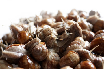 Snails closeup on white blurred background. Many lively crawling garden snails with large shells. Selective focus