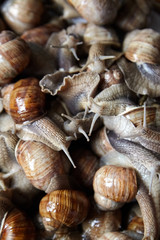 Snails closeup. Many lively crawling garden snails with large shells
