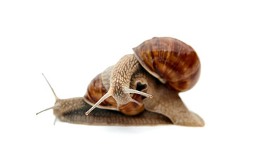 Snail riding a snail. Slow speed. Live crawling garden snails isolated on white background