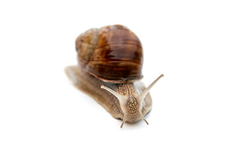 Live crawling garden snail isolated on white background