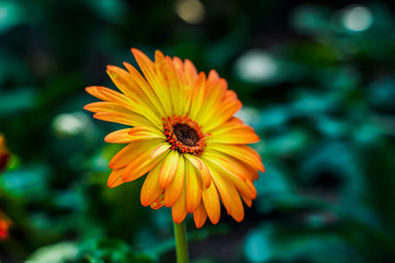 Yellow daisies, Bellis perennis, bloom in orange in the garden, it is a native in the southeast known as the close-up.