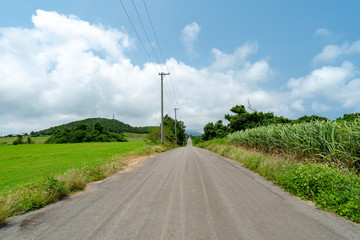 Fototapeta premium 小浜島港から続く直線の道