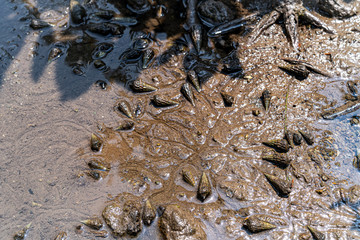 小浜島マングローブ林の干潮時