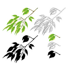 Tropical plant Ficus benjamina Variegated Ficus  branch natural and silhouette  and outline  on a white background vintage vector illustration  editable hand draw