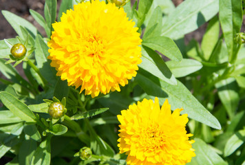 Marigolds
