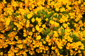 Common gorse and panoramic View of South Lewis and North Harris from Lochganvich. Achmore. Lewis...