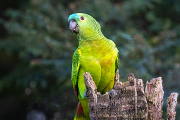 Papagaio Verdadeiro Amazona Aestiva