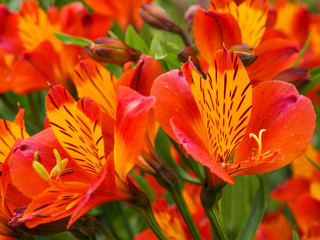 Beautiful orange Alstroemeria (Peruvian lily) flowers in a garden, variety Orange Glory