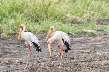 Yellow-billed storks, Mycteria ibis, walking