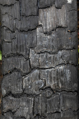 Background, texture black charred timber, wood, coal after fire, abstract and in cracks of charcoal
