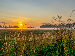 Foggy summer landscape with large meadow and sun shining through the plants and  tree branches