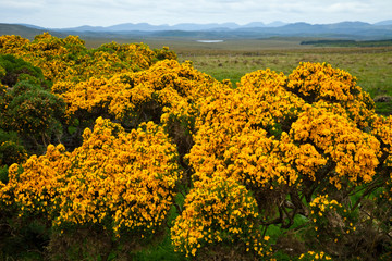Common gorse and panoramic View of South Lewis and North Harris from Lochganvich. Achmore. Lewis...