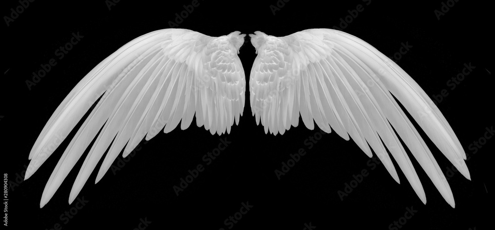 Wall mural white wings of bird on black background