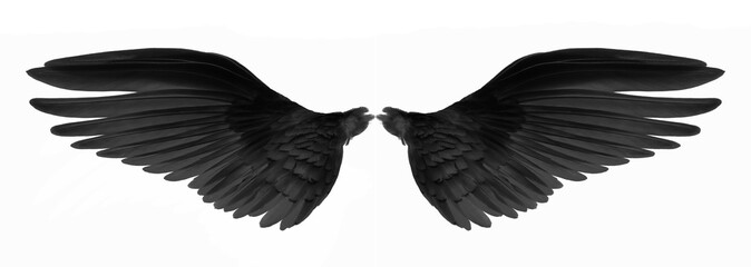 black wings of bird on black background