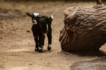 Small black goat, a dwarf goat.