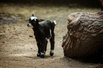 Small black goat, a dwarf goat. © Aneta