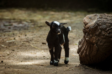 Small black goat, a dwarf goat.