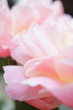 Peonies pastel pink color close-up. Peony petals. © Evgenii Starkov