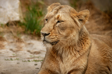 Portret lwa, drapieżnik odpoczywa w słoneczny dzień. 