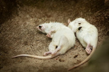 Dwie martwe białe myszy, zbliżenie. 