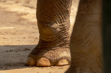 Duża, ciężka noga słonia. 