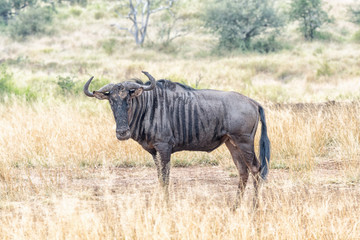 Blue wildebeest looking towards the camera