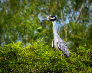 Yellow-crowned night heron roosting in the top of a tree along the nature trail!
