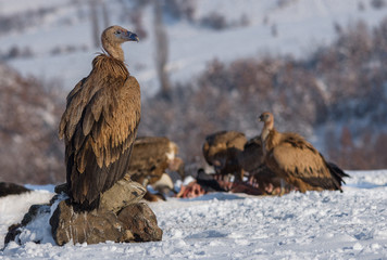 The big boss Griffon vulture (Gyps fulvus) watching.