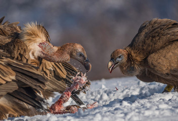 The blood drop Griffon vulture (Gyps fulvus) eating.