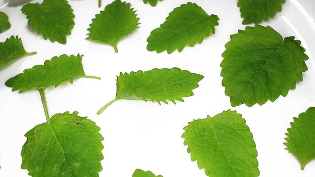 Mint leaf leaves closeup texture rotating video background
