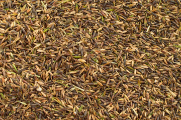 ripe oat grain harvest